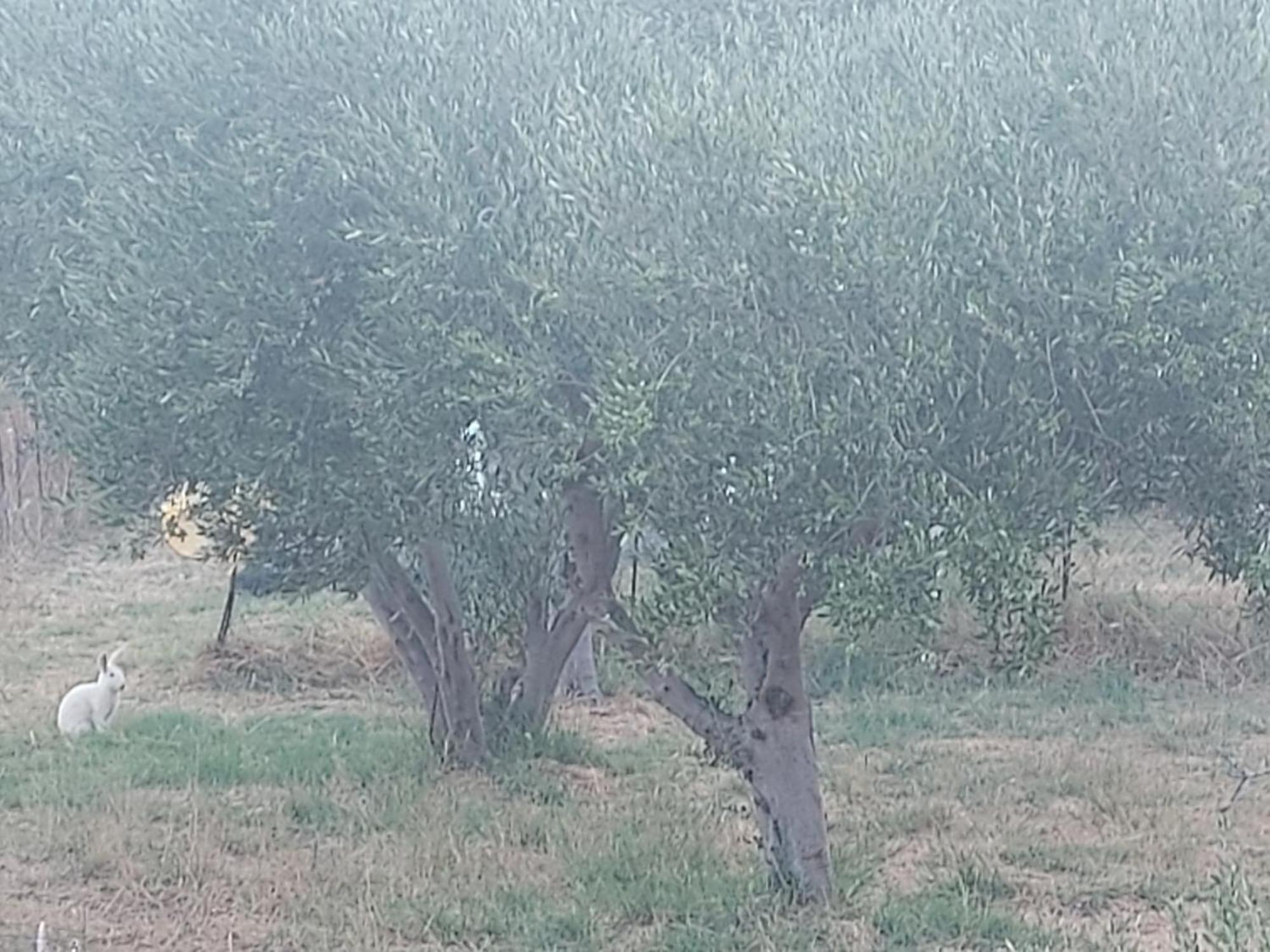 Principessa Telendos Villa Kilimli Dış mekan fotoğraf